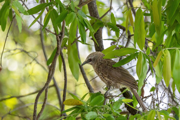 hartlaub´s babbler perchingin bush of zambezi region