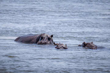 Fototapeta premium hippos in okavango river partially under water