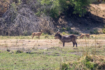 waterbucks and impalas on riverbank of okavango river