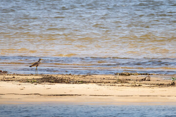 white crowned plover and in the background nile crocodile at okavango river