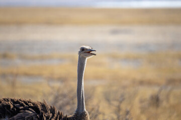portrait of an ostirch in namibia