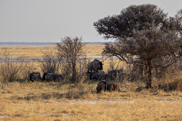 group of wildebeests resting in shadow of tree