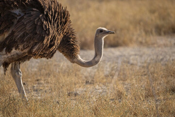 portrait of an ostirch in namibia