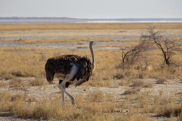 portrait of an ostirch in namibia
