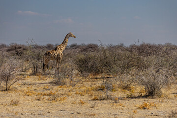 Giraffe in the wild of etosha
