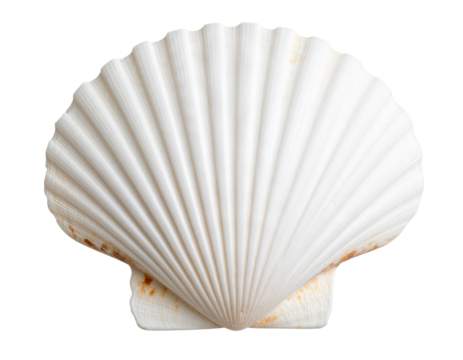  Flat-Lay White Scallop Shell with Soft Shadows, Top-Down View, PNG
