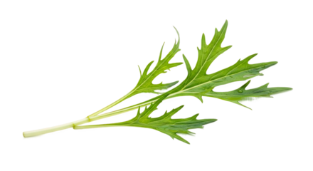 Mizuna sprig with jagged, feathery green leaves and central white stem—delicate texture, peppery flavor, ideal for salads and botanical reference