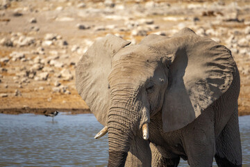 portrait of elephant at waterhole