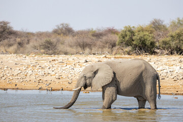 portrait of elephant at waterhole