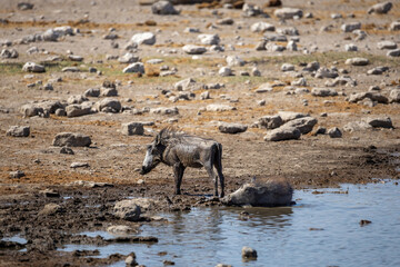 warthogs on a waterhole in etosha 
