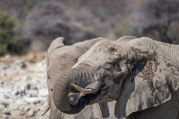 portrait of an elephant, captured in natural light against the dry African landscape