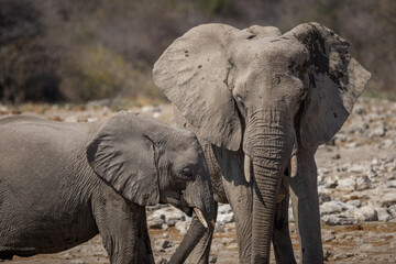 adult elephants and thirsty calf gathered at a tranquil waterhole in Etosha National Park