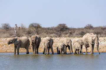 adult elephants and thisty calves gathered at a tranquil waterhole in Etosha National Park, captured in natural light against the dry African landscape