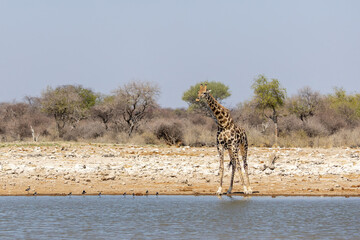 giraffe at waterhole in etosha