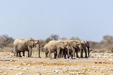 elephants gathered at a tranquil waterhole in Etosha National Park, captured in natural light against the dry African landscape