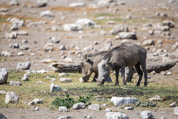 warthogs on a waterhole in etosha 