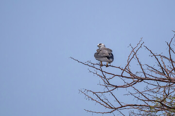 pale chanting goshawk perching on a tree in etosha