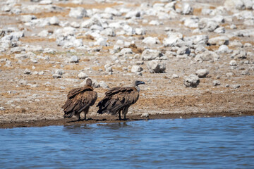vultures at a water hole in etosha
