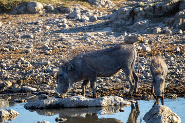 warthogs on a waterhole in etosha 