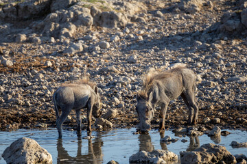 warthogs on a waterhole in etosha 