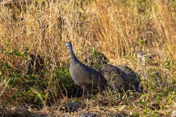 helmeted guinea fowl in the wild of etosha
