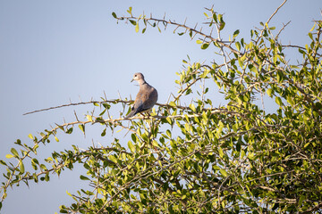 cape turtle dove perching on a tree in etosha