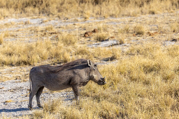 sideview of warthog in etosha