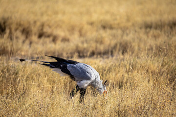 secretary bird in dry grass of etosha