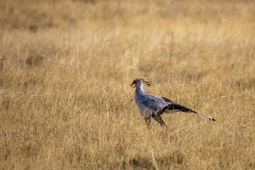 secretary bird in dry grass of etosha