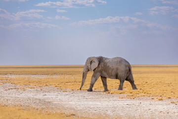 majejestic elephant in the wild of etosha np