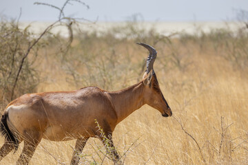 red hartebeest in dry grassland