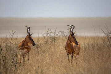 red hartebeests in dry grassland