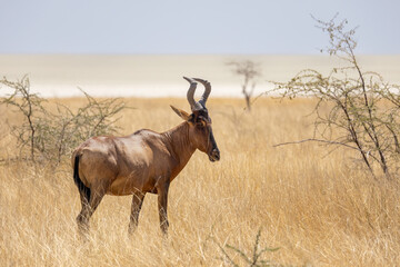 red hartebeest in dry grassland
