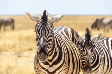 zebras in wild grassland on etosha np © Andreas