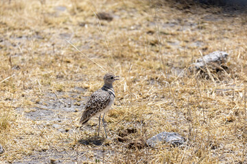 two-banded courser on ground of etosha np