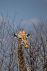 head of giraffe in the trees