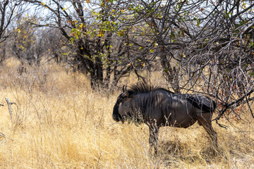 portrait of wildebeest in the wild of etosha np