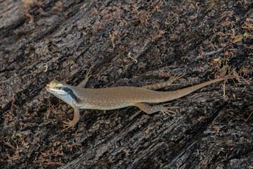 rainbow skink creeping on a tree in namutoni camp