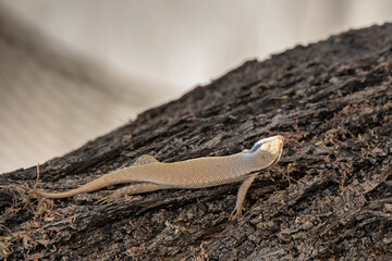rainbow skink creeping on a tree in namutoni camp