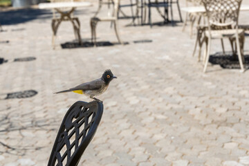 black-fronted bulbul perching on a chair in Namutoni resort