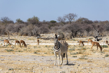 zebra and antelopes in background at waterhole