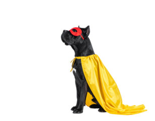 Flying Cane Corso Superhero Mid-Air with Blue Cape, Dynamic Side Angle, isolated on transparent background