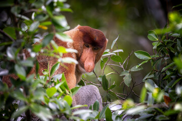Los Asombrosos Narigudos de Borneo