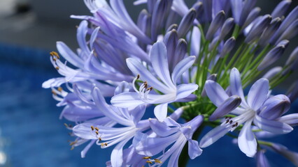 Close-up of purple Agapanthus flowers in daylight, captured at a low angle with shallow depth of field, highlighting delicate petals and stamens against a soft garden background