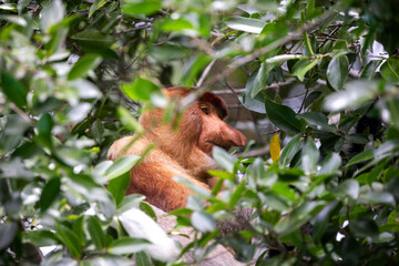 Los Asombrosos Narigudos de Borneo