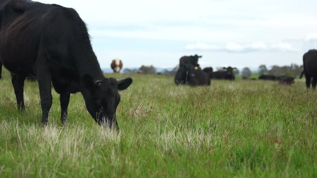 Close up of a black cow grazing on pasture in a field on a farm with the sun setting below	
