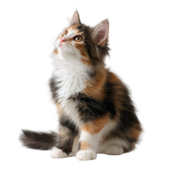 Obraz premium Fluffy kitten calico cat sitting transparency background soft fur cute pet alert eyes whisker small paw domestic animal