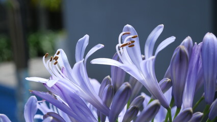 Close-up of purple Agapanthus flowers in daylight, captured at a low angle with shallow depth of...