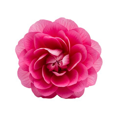 Exquisite pink camellia blossom, detailed floral artwork on transparent background