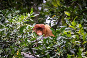 Los Asombrosos Narigudos de Borneo